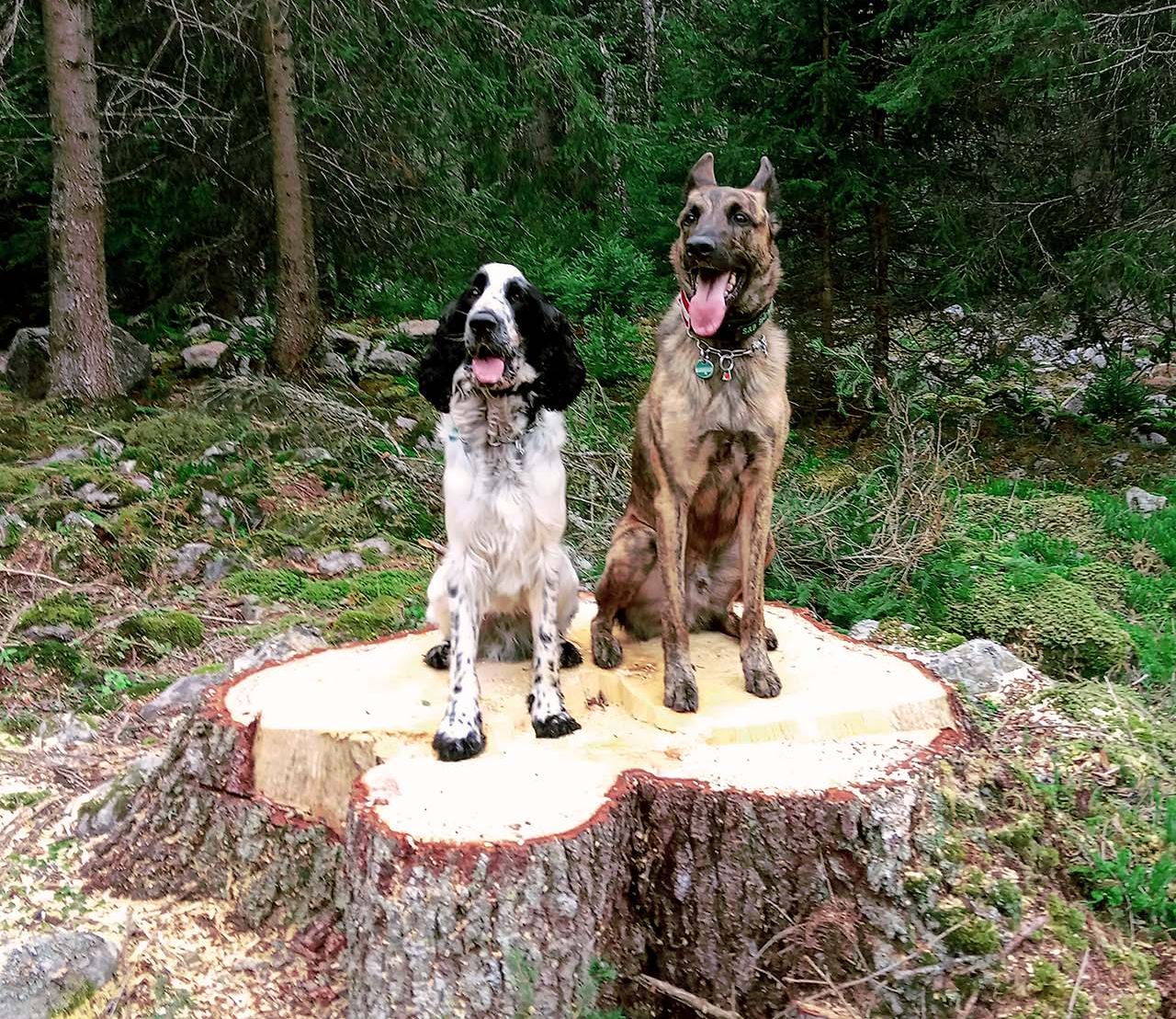 Spürhunde