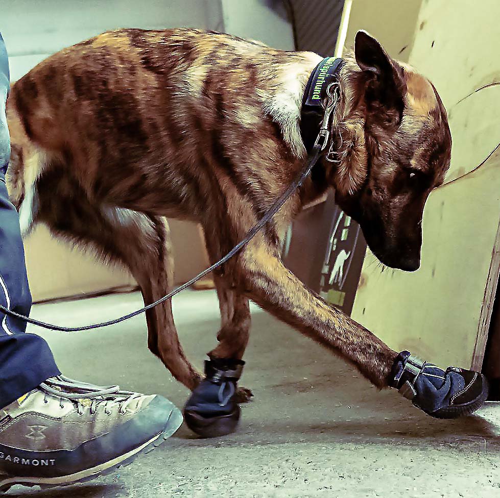 Spürhundetraining