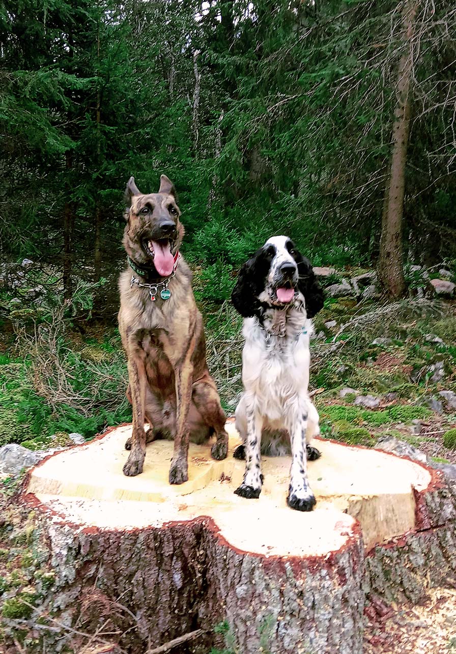 Schimmelspürhunde